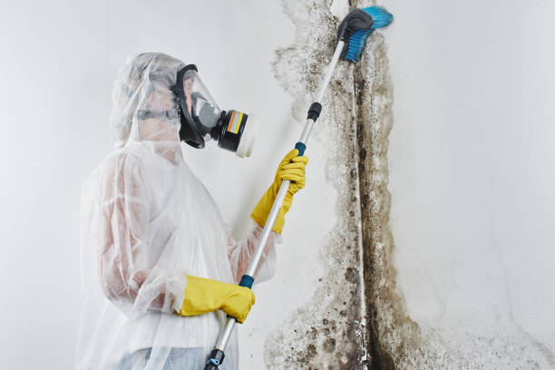 Professional Mold Remediation in Siesta Acres, TX