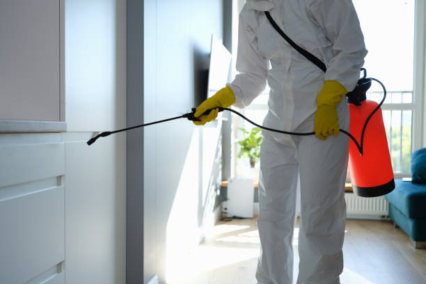 Best Attic Mold Remediation in Siesta Acres, TX