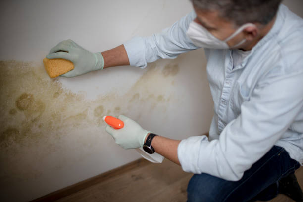 Best Localized Mold Remediation (e.g., coastal areas, humid climates) in Siesta Acres, TX