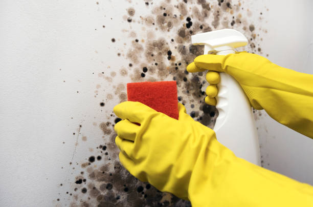 Best Localized Mold Remediation (e.g., coastal areas, humid climates) in Siesta Acres, TX