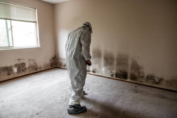 Best Residential Mold Remediation in Siesta Acres, TX