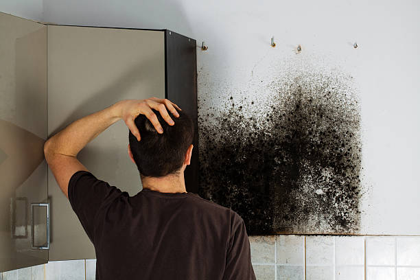 Best Crawl Space Mold Remediation in Siesta Acres, TX
