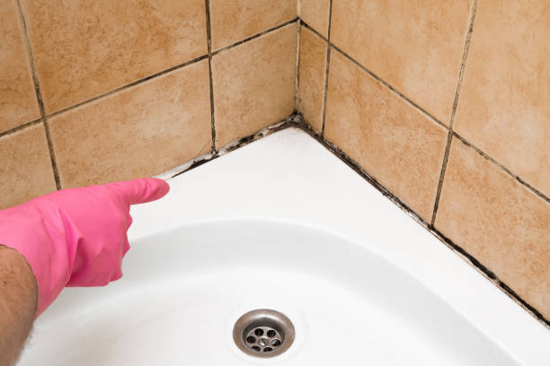 Best White Mold Remediation in Siesta Acres, TX